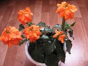 Кроссандра – вечнозеленое растение, прибывшее к нам из Индии При правильном уходе в домашних условиях эта культура вырастает до полуметра в высоту и длительно