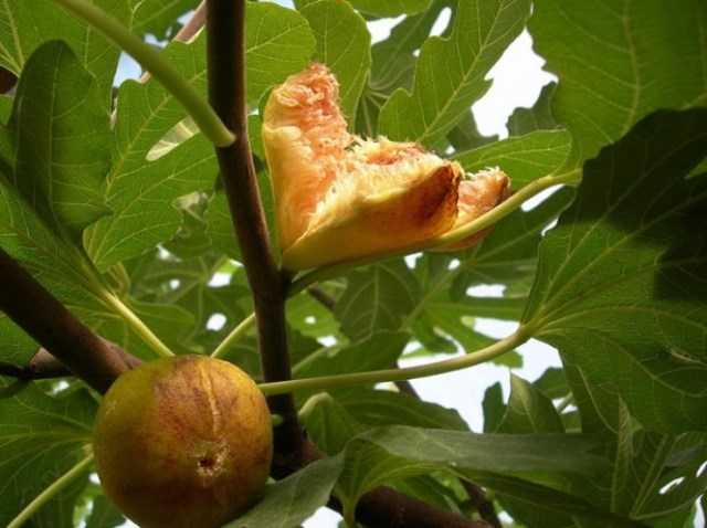 Выращивание фигового дерева в открытом грунте: уход за растением, обрезка инжира