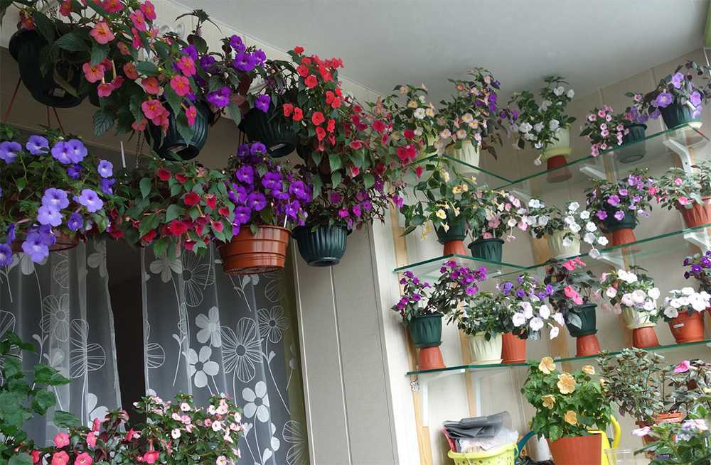 Комнатный цветок ахименес: фото и сорта, выращивание в домашних условиях, уход и размножение