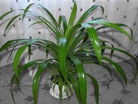 Пальма панданус: особенности содержания и выращивания экзота