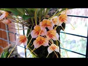 Своевременный уход за орхидеей венерин башмачок в домашних условиях