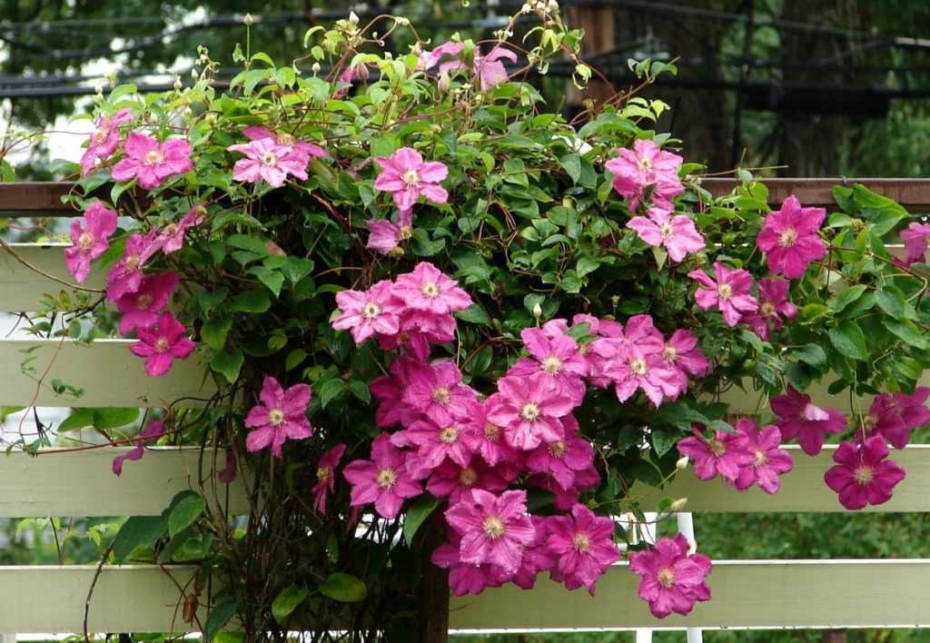 Особенности выращивания клематисов в дачном саду - Проект "Цветочки" - для цветоводов начинающих и профессионалов