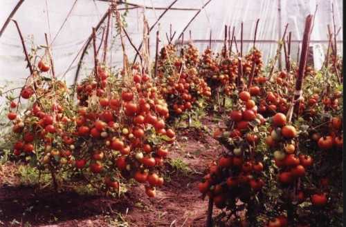 Посадка и уход за помидорами в теплице из поликарбоната
