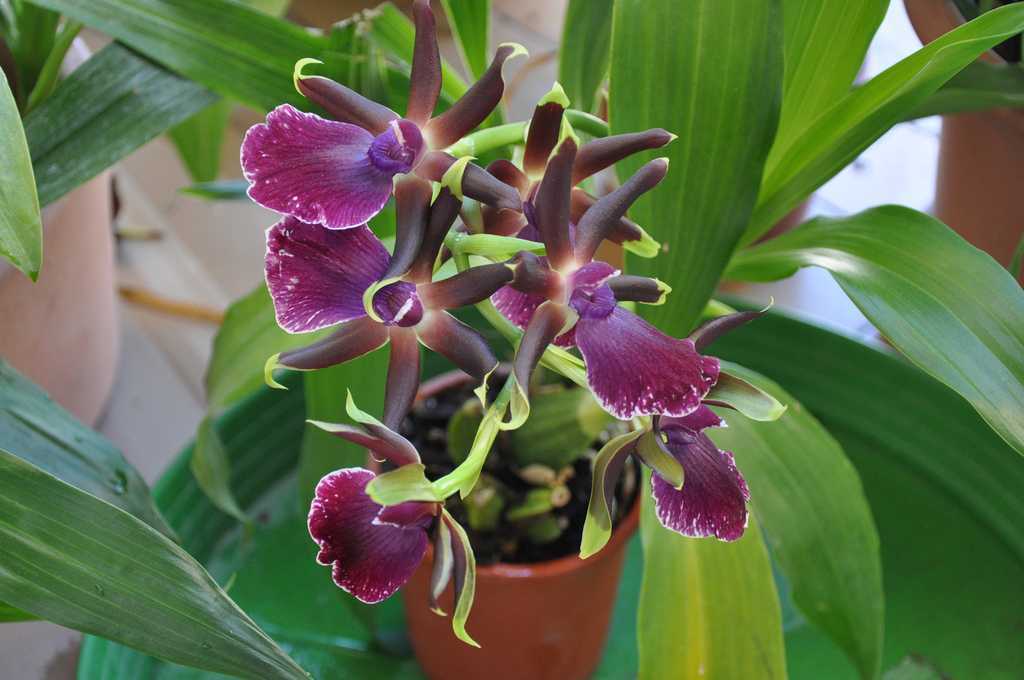 Орхидея зигопеталум: выращивание в домашних условиях, посадка и уход, пересадка и размножение