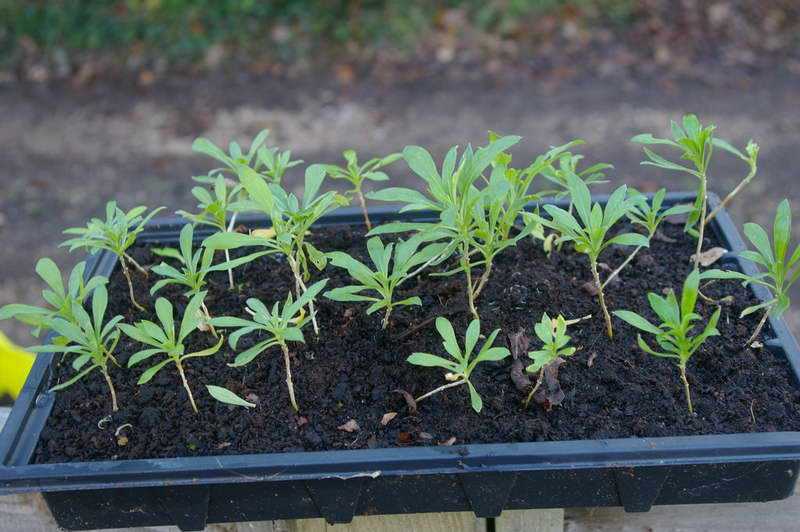Цветок доротеантус – выращивание из семян: от посадки до ухода