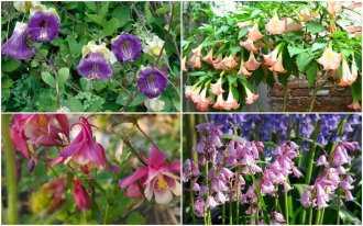 Колокольчик садовый (48 фото): многолетние виды и сорта кампанулы, посадка, уход за крупными и низкорослыми цветками