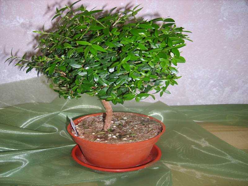 Хамелациум восковой мирт ― это растение родом из Австралии, которое относится к семейству Миртовые Данный род насчитывает 14 видов, которые представлены вечнозелеными кустарниками