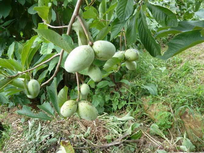 Азимина трехлопастная (банановое дерево): выращивание и сорта - огород, сад, балкон - медиаплатформа миртесен