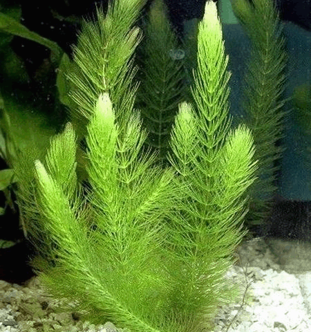 Неприхотливое аквариумное растение элодея (водная чума): виды, как выглядит, как сажать и ухаживать, размножение