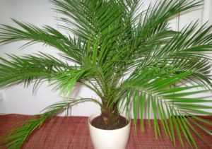 Уход за финиковой пальмой в домашних условиях: как выглядит, пересадка, виды