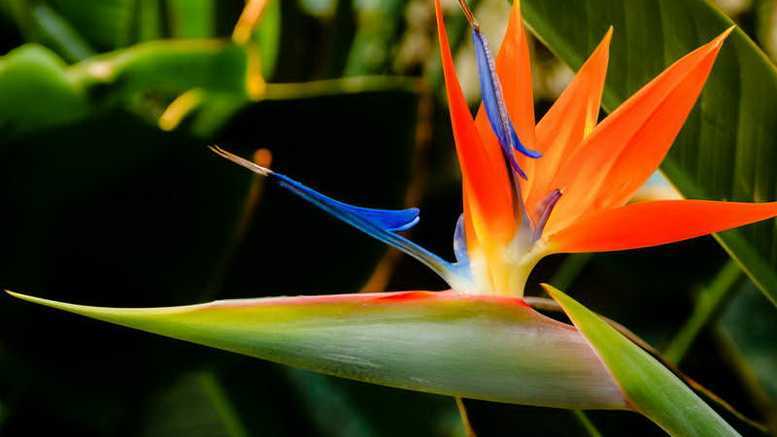 Выращивание стрелиции в саду: секрету полива и удобрения райской птицы, способы размножение