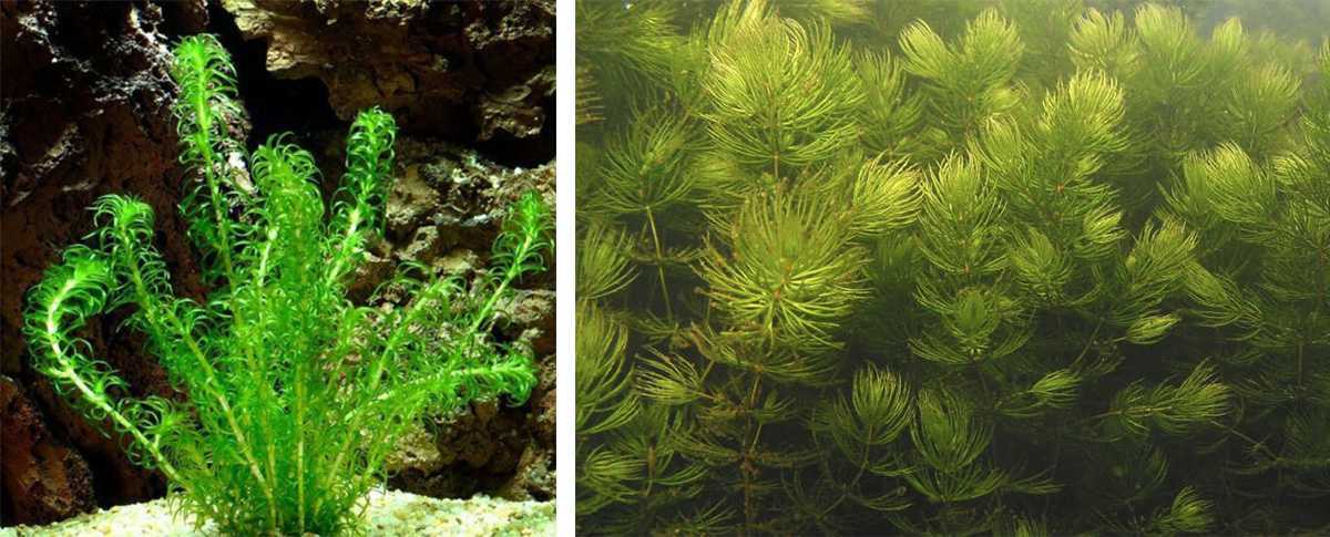 Азолла – миниатюрный плавающий папоротник, который можно разводить не только в открытых водоемах, но и в аквариуме Ввиду неприхотливости растения с его