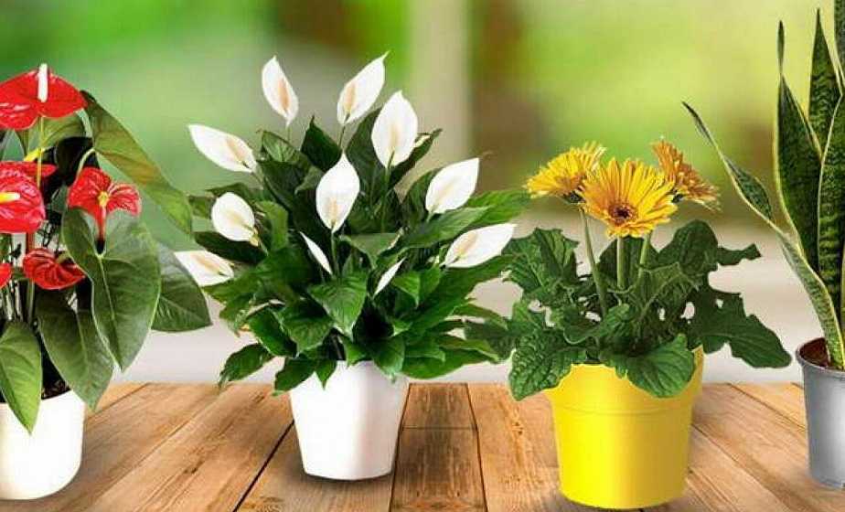 Полив цветов во время отпуска: как сделать автополив и сохранить комнатные растения | domovoda.club