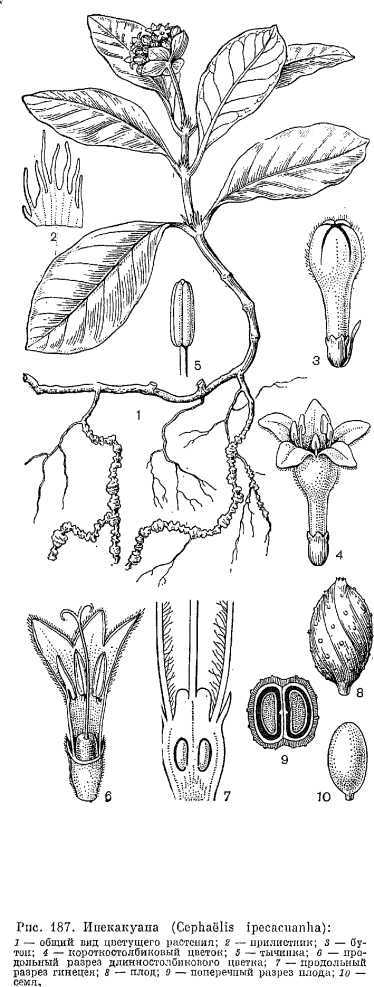 Пентас ланцетовидный – растение-букет