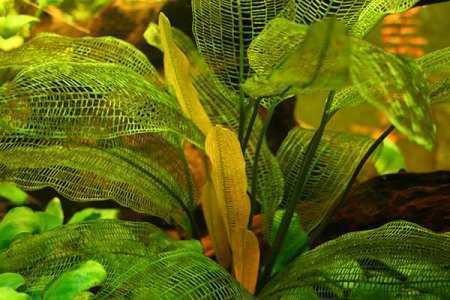 Курчавый апоногетон: условия выращивания в аквариуме