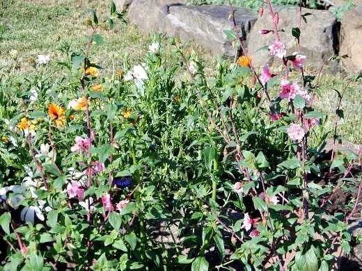 Кларкия изящная - 78 фото красивого травянистого растения для сада
