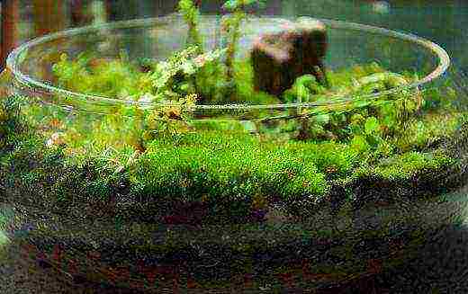 Болотное растение — сфагнум. практическое применение | выживание в дикой природе