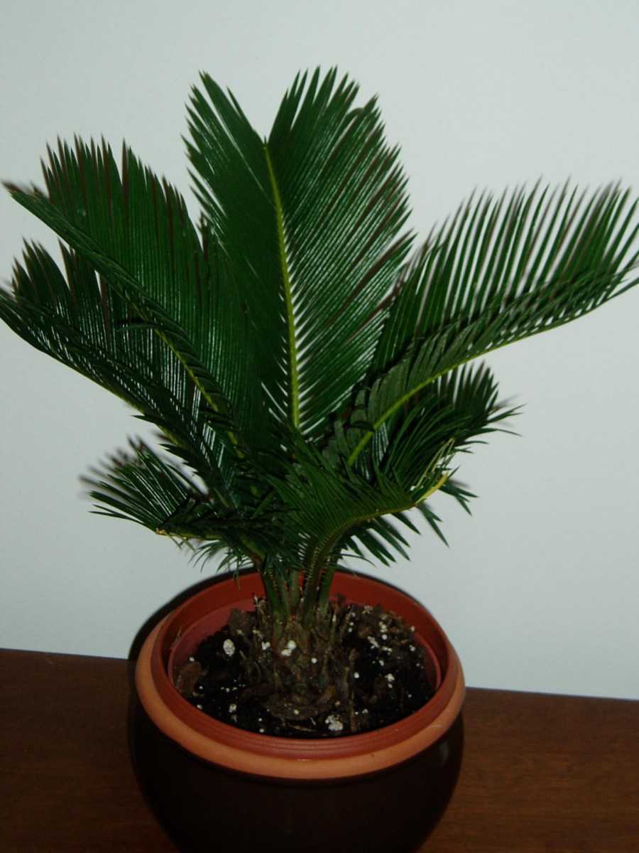 Пальма феникс по-другому именуется финиковая пальма Это растение имеет прямое отношение к роду пальм Данный род объединяет более 15 видов пальм