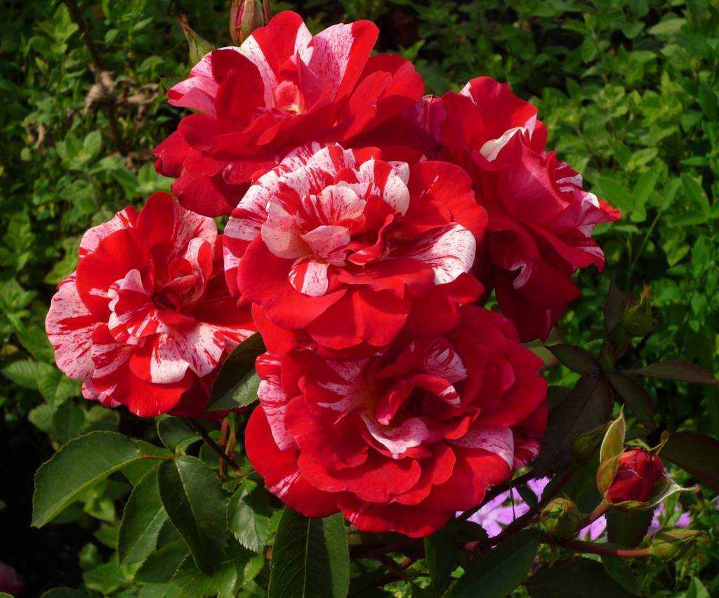 О розе ferdinand pichard: описание и характеристики сорта парковой плетистой розы