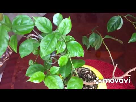 Древний кактус с листвой — «переския»: уход в домашних условиях, фото видов