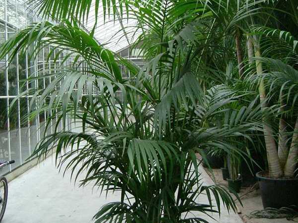 Ховея: размножение, выращивание и посадка пальмы