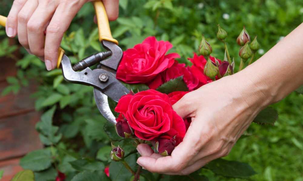 Уход за розами осенью и подготовка к зиме: обрезка, подкормка, укрытие кустов многолетника