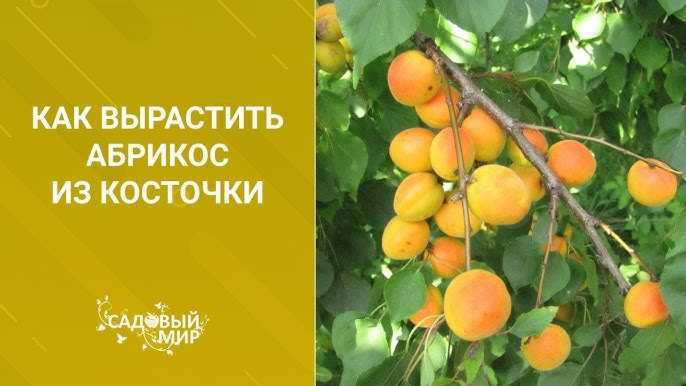 Посадка и уход за колоновидным абрикосом – советы садоводам