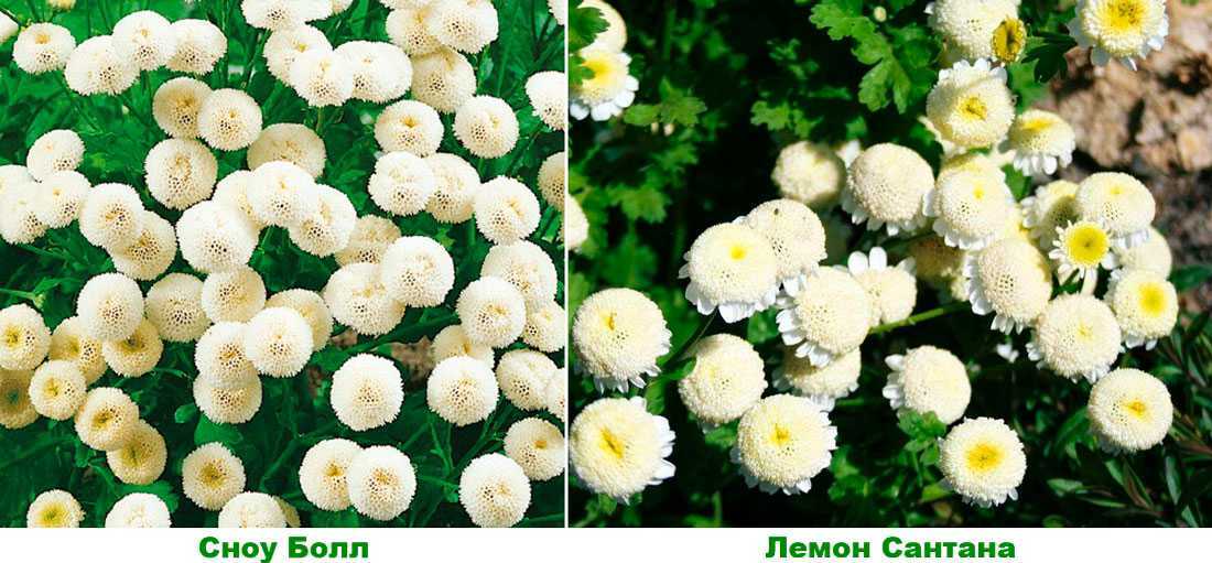 Неприхотливый цветок вискария: посадка и уход в открытом грунте, фото, выращивание растения через рассаду и посадка семян на участке