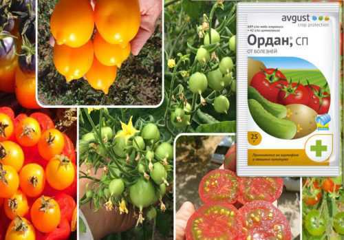 Как избавить томаты от фитофторы с помощью ордана и для чего ещё применяется препарат? механизм действия