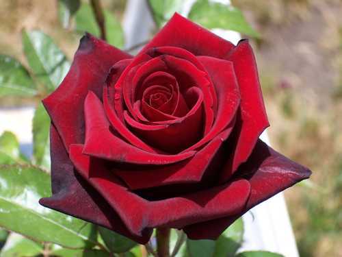 Описание гибридного сорта розы «черная магия»