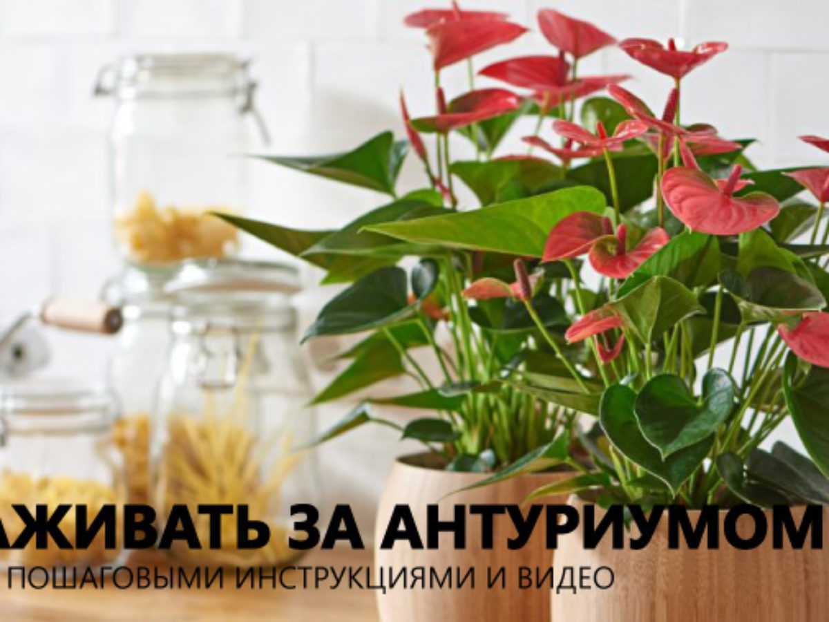 Антуриум — размножение и пересадка в домашних условиях цветка мужское счастье ?