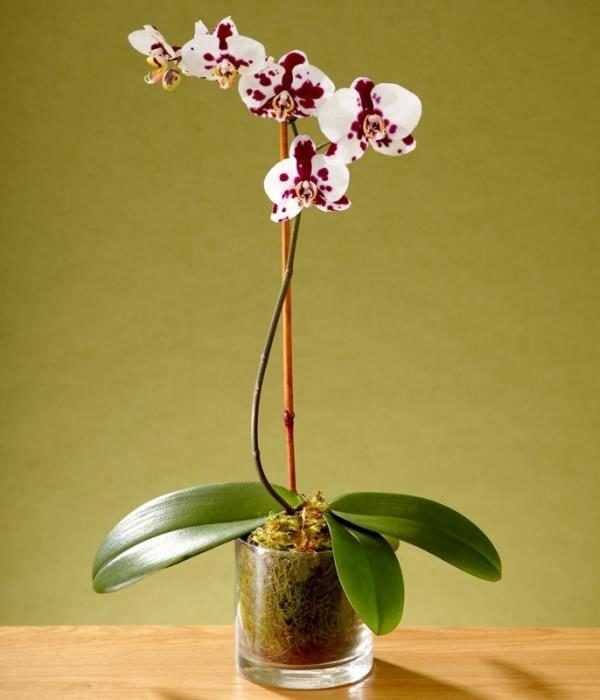 Как ухаживать за орхидеей в колбе и сохранить срезанные цветоносы в пробирке или стеклянной вазе?