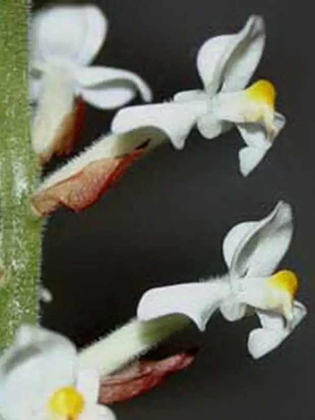 Драгоценные орхидеи: виды, описание, особенности ухода и размножение :: syl.ru
