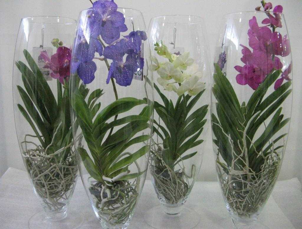 Орхидея ванда - выращивание и фото | сажаем сад