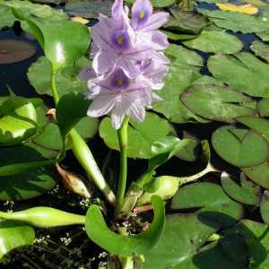 Водный гиацинт – посадка и уход в любое время года