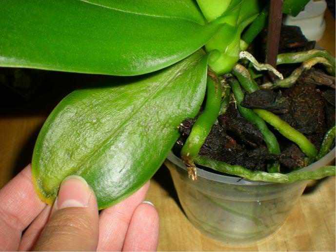 Болезни орхидеи: фото, причины и правила лечения