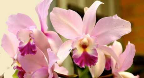 Орхидея мильтония: фото, описание видов и уход - проект "цветочки" - для цветоводов начинающих и профессионалов