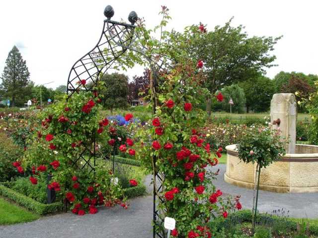 Главным достоинством плетистой розы Дон Жуан является её стойкость к дождю в сочетании с непрерывным цветением с начала лета до поздней осени Благодаря этим