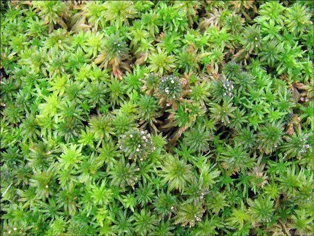 Что такое мох сфагнум: как использовать это растение