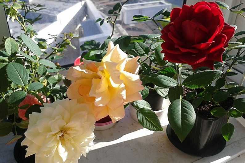 Комнатная (миниатюрная) роза: уход в домашних условиях , выращивание, размножение, посадка, пересадка, обрезка, виды, фото растения