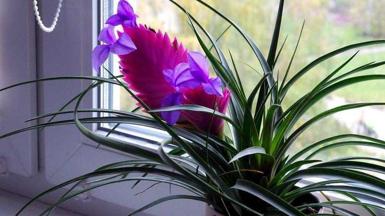 Как ухаживать за цветком тилландсия дома, цветение атмосферной тилландсии