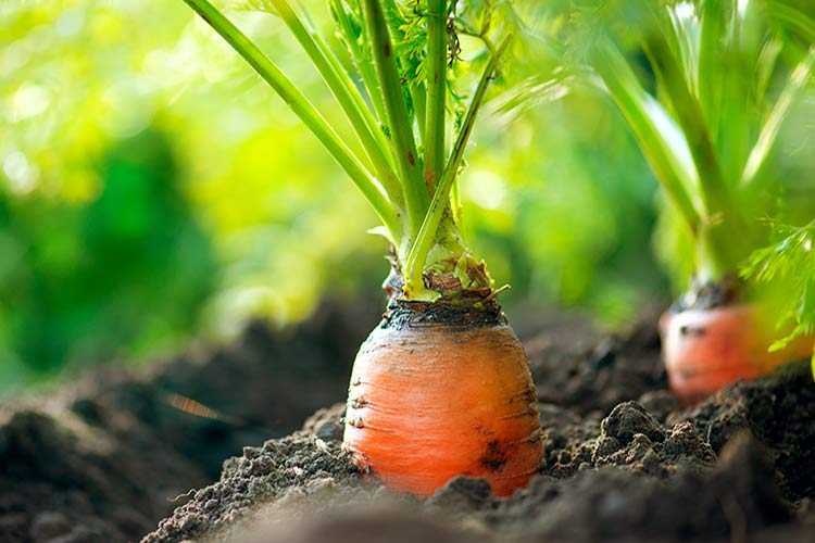 Посадка моркови: семена, удобрения, защита от болезней и вредителей