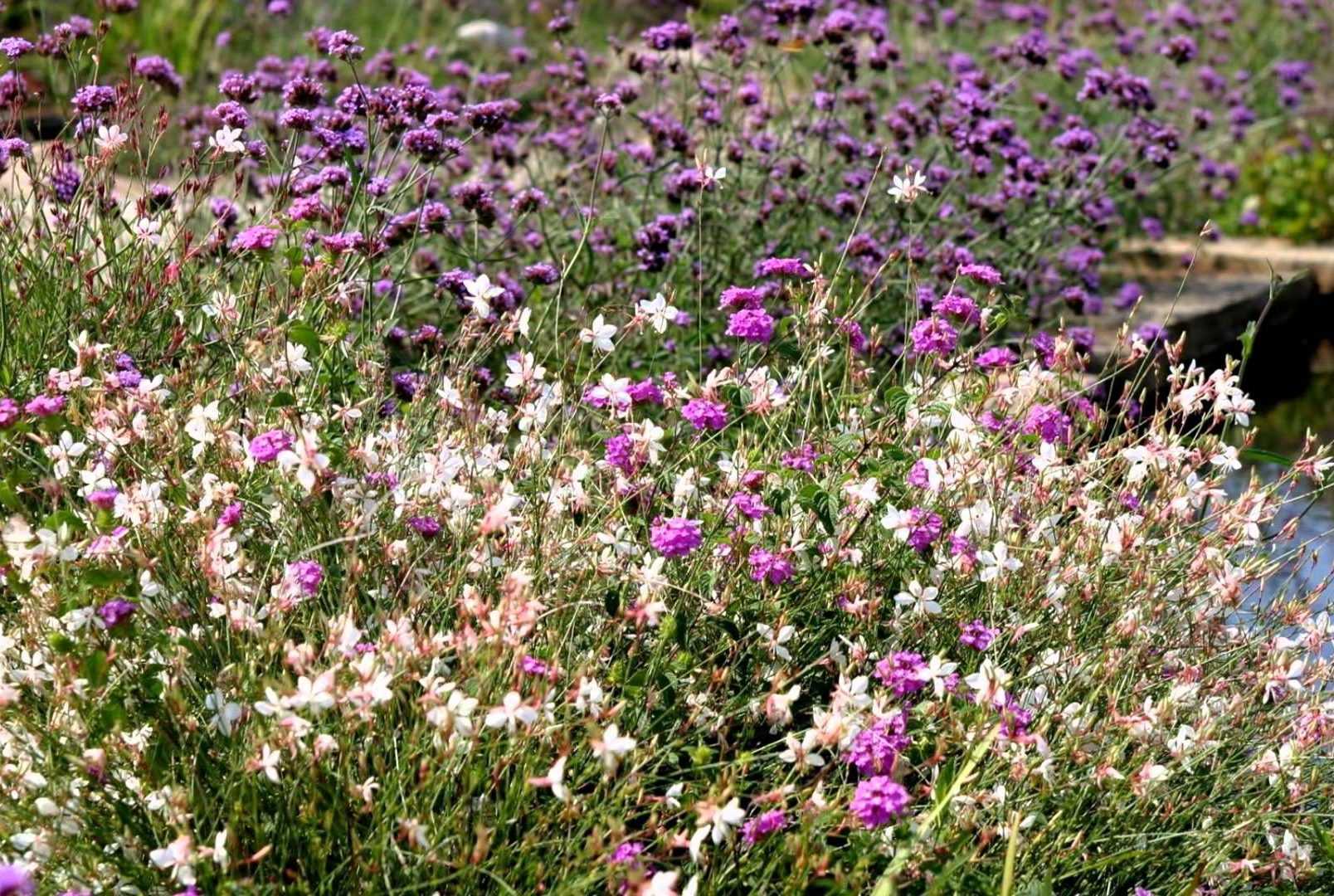 Цветок лаватера хатьма: фото и правила выращивания рассадой и посевом семян в открытом грунте