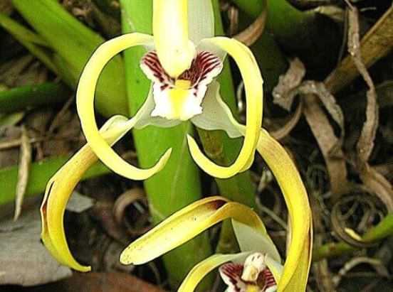 Орхидея толумния: уход в домашних условиях, пересадки и размножение