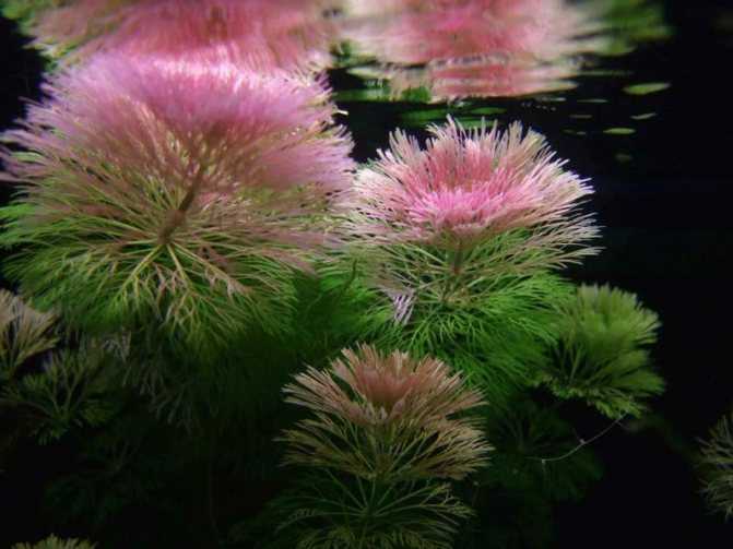 Кабомба в аквариуме: как посадить и ухаживать