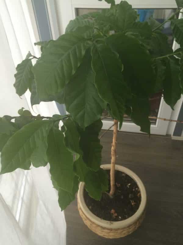 Кофейное дерево: секреты выращивания и ухода в домашних условиях