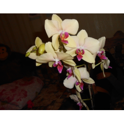Правильный уход за карликовой орхидеей в домашних условиях