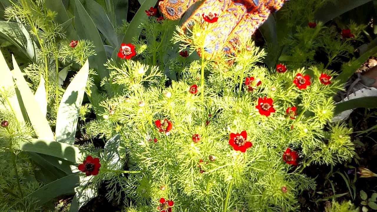 Цветок адонис (весенний, летний): описание, выращивание из семян, особенности ухода