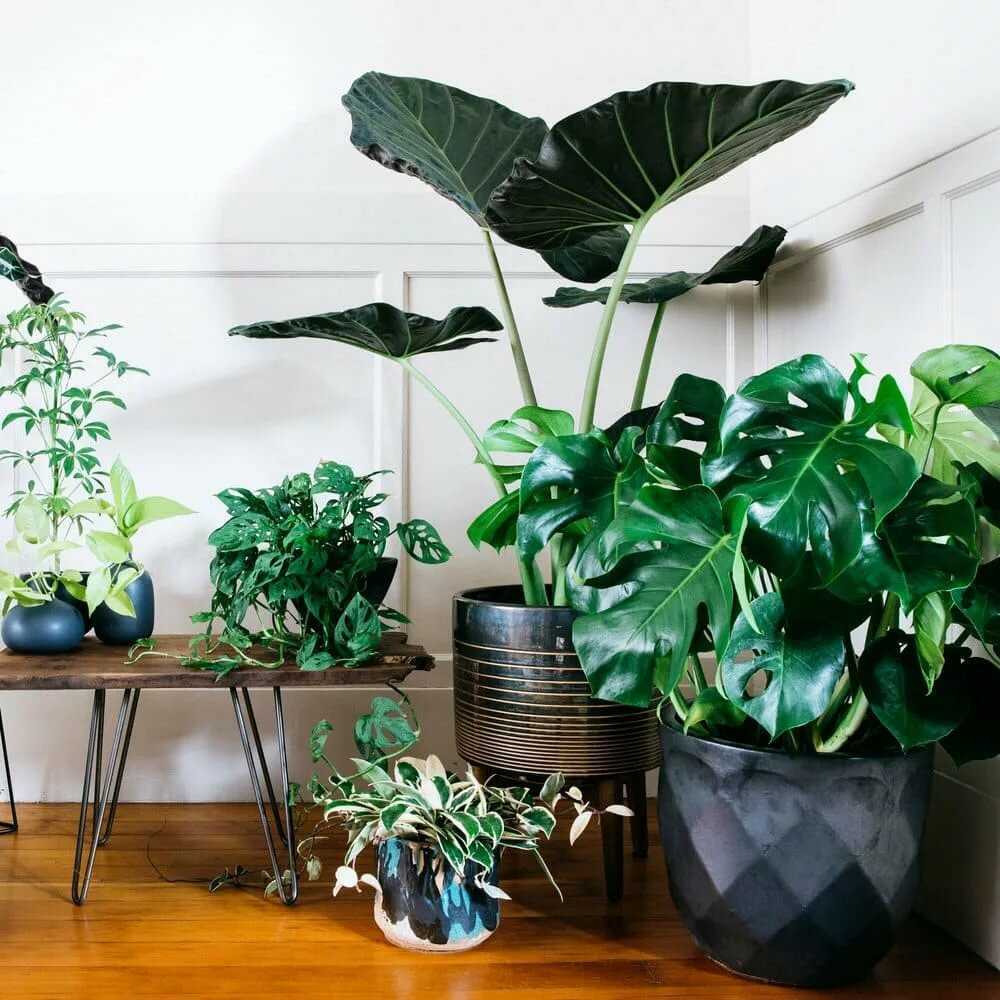 Не только кактусы: 10 непритязательных комнатных растений для тех, у кого ничего не растёт