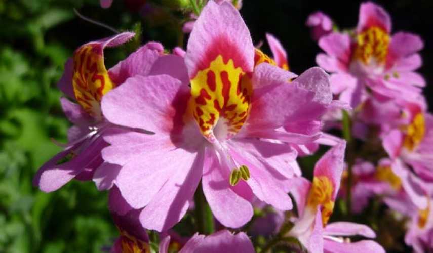 Схизантус: фото цветка schizanthus, выращивание из семян, популярные сорта и виды, визетонский, крылья ангела, монарх, посадка и уход
